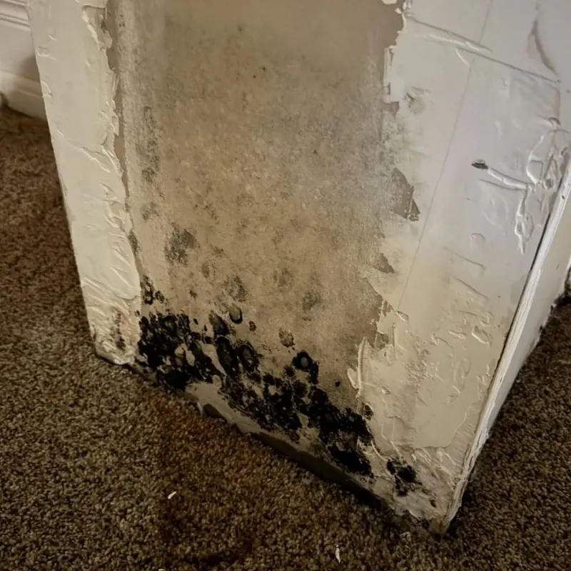 Professional Mold Removal in Chambersburg, PA